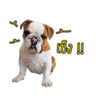 Happy bulldog Moo-wan II（個別スタンプ：21）