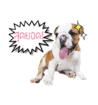 Happy bulldog Moo-wan II（個別スタンプ：22）