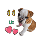 Happy bulldog Moo-wan II（個別スタンプ：23）