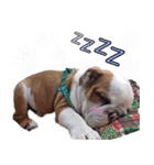Happy bulldog Moo-wan II（個別スタンプ：24）