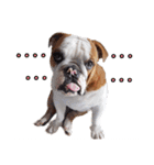 Happy bulldog Moo-wan II（個別スタンプ：26）