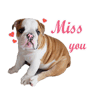 Happy bulldog Moo-wan II（個別スタンプ：28）