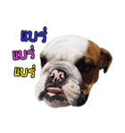 Happy bulldog Moo-wan II（個別スタンプ：29）