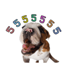 Happy bulldog Moo-wan II（個別スタンプ：30）