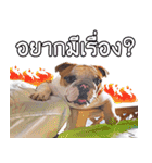 Happy bulldog Moo-wan II（個別スタンプ：31）