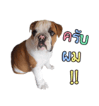 Happy bulldog Moo-wan II（個別スタンプ：32）