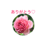 バラのおはなし（個別スタンプ：1）