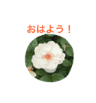 バラのおはなし（個別スタンプ：9）