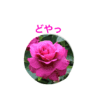 バラのおはなし（個別スタンプ：10）