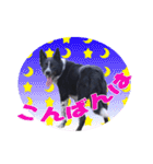 ボーダーコリー 心＆ぱんちの日常茶飯事（個別スタンプ：5）