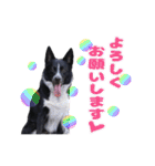 ボーダーコリー 心＆ぱんちの日常茶飯事（個別スタンプ：10）