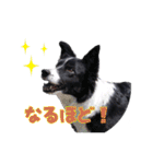 ボーダーコリー 心＆ぱんちの日常茶飯事（個別スタンプ：26）