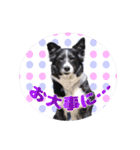ボーダーコリー 心＆ぱんちの日常茶飯事（個別スタンプ：27）