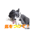 ボーダーコリー 心＆ぱんちの日常茶飯事（個別スタンプ：28）