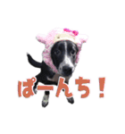 ボーダーコリー 心＆ぱんちの日常茶飯事（個別スタンプ：33）