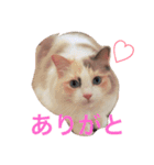 あかちゃんとにゃんこ＋（個別スタンプ：6）