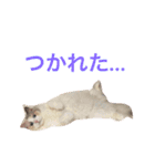 あかちゃんとにゃんこ＋（個別スタンプ：13）
