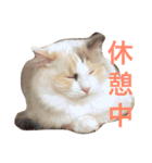 あかちゃんとにゃんこ＋（個別スタンプ：21）