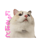 あかちゃんとにゃんこ＋（個別スタンプ：22）