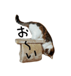 ねこネコ猫スタンプ（個別スタンプ：2）