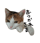 ねこネコ猫スタンプ（個別スタンプ：11）