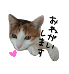 ねこネコ猫スタンプ（個別スタンプ：12）