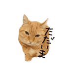 ねこネコ猫スタンプ（個別スタンプ：15）
