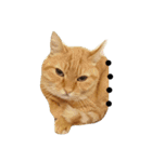 ねこネコ猫スタンプ（個別スタンプ：16）