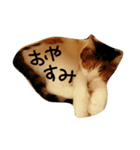 ねこネコ猫スタンプ（個別スタンプ：17）