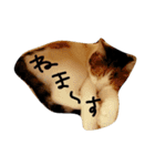 ねこネコ猫スタンプ（個別スタンプ：18）