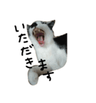 ねこネコ猫スタンプ（個別スタンプ：20）