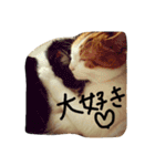 ねこネコ猫スタンプ（個別スタンプ：21）
