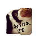 ねこネコ猫スタンプ（個別スタンプ：22）