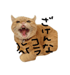 ねこネコ猫スタンプ（個別スタンプ：23）