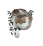 ねこネコ猫スタンプ（個別スタンプ：25）