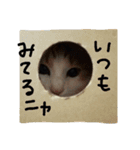 ねこネコ猫スタンプ（個別スタンプ：33）