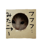 ねこネコ猫スタンプ（個別スタンプ：34）