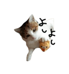 ねこネコ猫スタンプ（個別スタンプ：35）