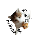 ねこネコ猫スタンプ（個別スタンプ：36）