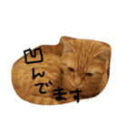 ねこネコ猫スタンプ（個別スタンプ：39）