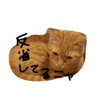 ねこネコ猫スタンプ（個別スタンプ：40）