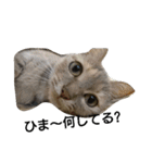 猫のキトさん（個別スタンプ：1）