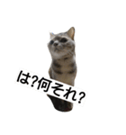 猫のキトさん（個別スタンプ：2）