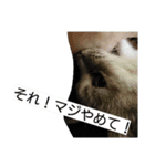 猫のキトさん（個別スタンプ：5）