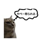 猫のキトさん（個別スタンプ：7）