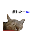 猫のキトさん（個別スタンプ：10）