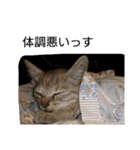 猫のキトさん（個別スタンプ：13）