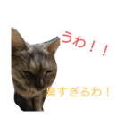 猫のキトさん（個別スタンプ：14）