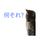 猫のキトさん（個別スタンプ：15）