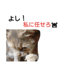 猫のキトさん（個別スタンプ：19）